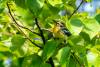 September 23, 2022 - Blackburnian warbler in South Lake, Helene Blanchet