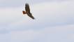 November 6, 2021 - Red-tailed hawk flying over East Baltic, Isobel Fitzpatrick