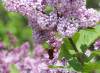 July 21, 2020 - Hummingbird moth on lilacs in Souris West, Marcy Robertson