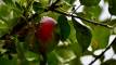 October 3, 2022 - Wild apple tree in East Baltic, Isobel Fitzpatrick