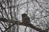 April 9, 2021 - Barred owl along the Confederation Trail near Souris, Wanda Bailey
