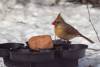 March 14, 2023 - Female cardinal in South Lake, Helene Blanchet