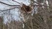 March 19, 2020 - Vireo nest in East Baltic, Frances Braceland