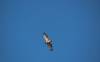 March 12, 2020 - Red-tailed hawk in Lower Rollo Bay, Sara Deveau