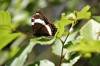 August 9, 2021 - White admiral butterfly along the Confederation Trail near Souris, Wanda Bailey