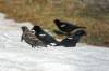April 8, 2022 - Red-winged blackbirds in South Lake, Helene Blanchet