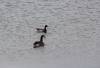 February 26, 2020 - Brant and Canada goose in Souris River, Sara Deveau