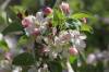 June 10, 2021 - Apple blossom along the Confederation Trail near Bear River, Judy MacDonald