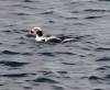 January 11, 2021 - Long-tailed duck at Souris Wharf, Marcy Robertson