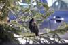 March 8, 2022 - European starling in Souris, Wanda Bailey