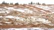 January 16, 2023 - Snow buntings in East Lake, Isobel Fitzpatrick