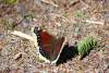 April 25, 2023 - Mourning cloak butterfly along the Confederation Trail, Wanda Bailey