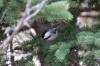 May 19, 2022 - Black-capped chickadee along the Confederation Trail near Souris, Wanda Bailey