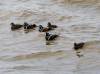 May 13, 2020 - Harlequin ducks at East Point, Roberta Palmer