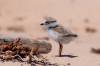 July 6, 2021 - Piping plover chick at Bothwell Beach, Helene Blanchet