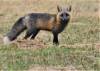 May 15, 2020 - Red fox in East Baltic, Isobel Fitzpatrick