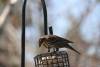 May 16, 2023 - Female Red-winged blackbird in Souris, Sara Deveau