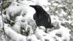 January 20, 2023 - American crow in Priest Pond, Isobel Fitzpatrick