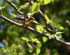 June 19, 2023 - Blackburnian warbler in East Baltic, Isobel Fitzpatrick