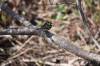 June 16, 2020 - Chestnut-sided warbler along the Confederation Trail near Souris, Wanda Bailey