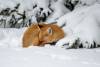 February 21, 2023 - Red fox in the snow in South Lake, Helene Blanchet