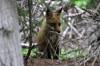 July 14, 2020 - Red fox along the Confederation Trail near Souris, Wanda Bailey