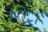 July 18, 2022 - Eastern kingbird in Bothwell, Helene Blanchet