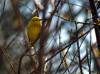 June 16, 2023 - Yellow warbler in Priest Pond, Isobel Fitzpatrick