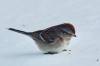 March 12, 2021 - American tree sparrow in South Lake, Helene Blanchet