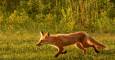 August 28, 2020 - Red fox at East Point, Isobel Fitzpatrick