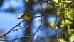 June 22, 2023- Mourning warbler in Priest Pond, Isobel Fitzpatrick