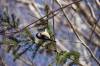 April 21, 2021 - Black-capped chickadee along the Confederation Trail near Souris, Wanda Bailey