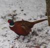 January 18, 2022 - Male Ring-necked pheasant in Souris River, Marcy Robertson