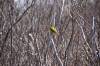 June 4, 2021 - Yellow warbler along the Confederation Trail near Souris, Wanda Bailey