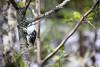 September 7, 2023 - Black and White Warbler near Souris, Wanda Bailey