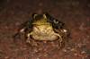October 27, 2021 - American toad along the Confederation Trail near Souris, Wanda Bailey