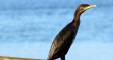 January 9, 2020 - Double crested cormorant in Fortune, Marcy Robertson