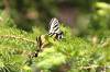 June 29, 2020 - Canadian tiger swallowtail along the Confederation Trail near Souris, Wanda Bailey
