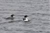 March 19, 2021 - Common mergansers in Priest Pond Creek, Isobel Fitzpatrick