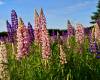July 7, 2022 - Lupins in Priest Pond, Isobel Fitzpatrick