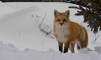 January 27, 2020 - Red fox in Lakeville, Isobel Fitzpatrick
