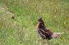 July 7, 2020 - Ruffed grouse in Souris West, Sara Deveau
