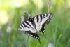 August 31, 2023 - Swallowtail butterfly near Souris, Wanda Bailey