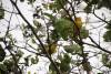 September 1, 2023 - Yellow warblers near Souris, Wanda Bailey