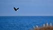 January 11, 2023 - Bald eagle in North Lake, Isobel Fitzpatrick