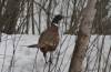 April 9, 2020 -Ring-necked pheasant in Five Houses, Jane Young