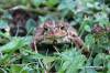 October 5, 2020 - American toad along the Confederation Trail near Souris, Wanda Bailey