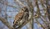 April 20, 2020 - Barred owl on the Confederation Trail near Souris, Wanda Bailey