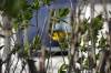 June 15, 2022 - Yellow warbler in Souris, Wanda Bailey