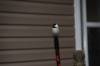 November 27, 2020 - Black-capped chickadee in Souris, Wanda Bailey